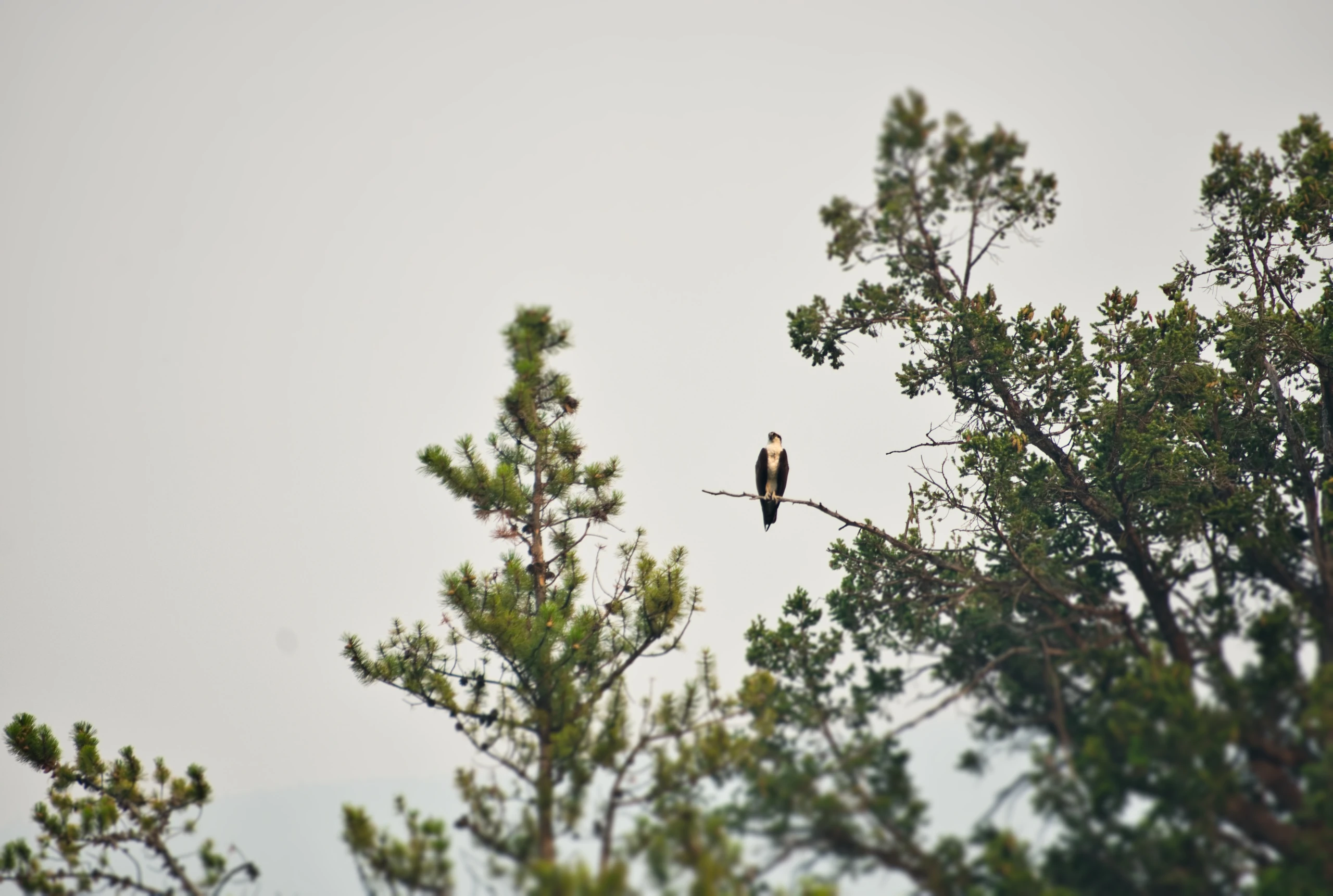 A falcon Lookout