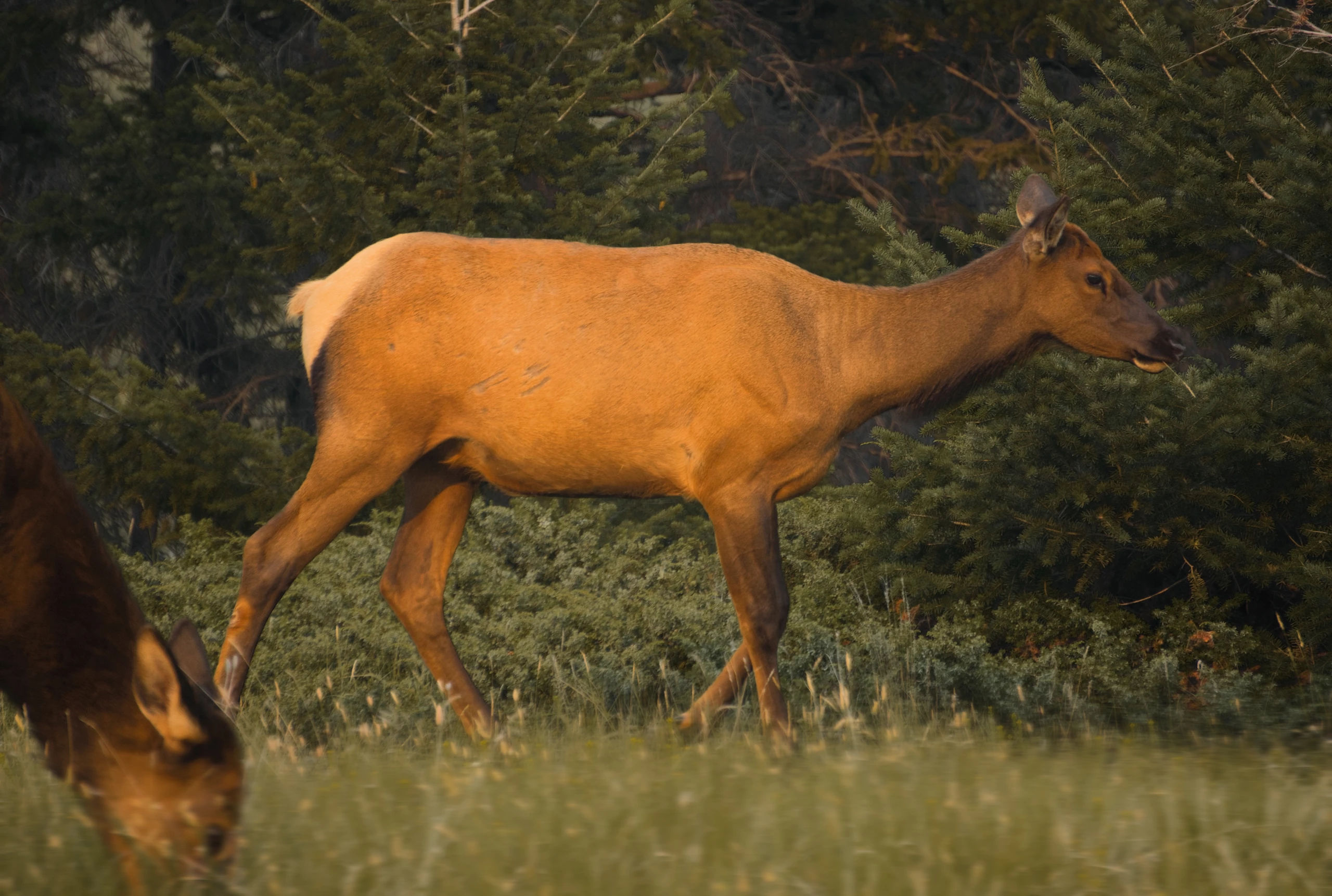 A Doe, A deer, A female Deer