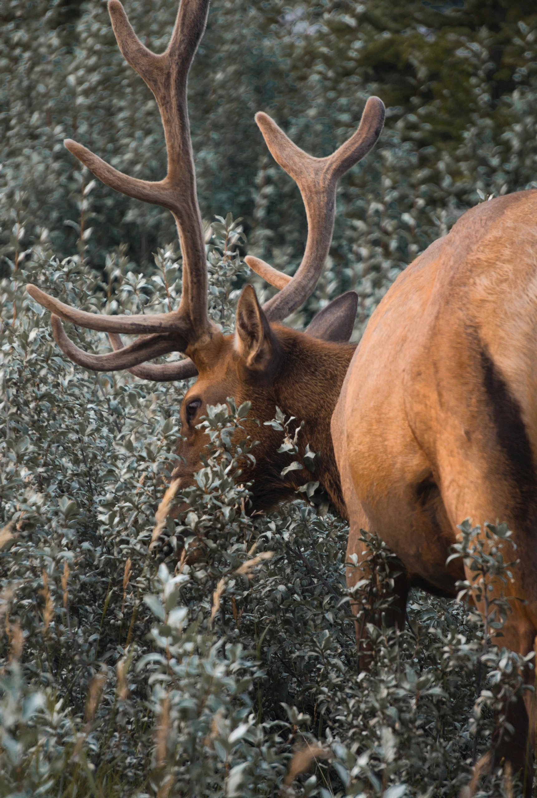 A Deer not a Doe