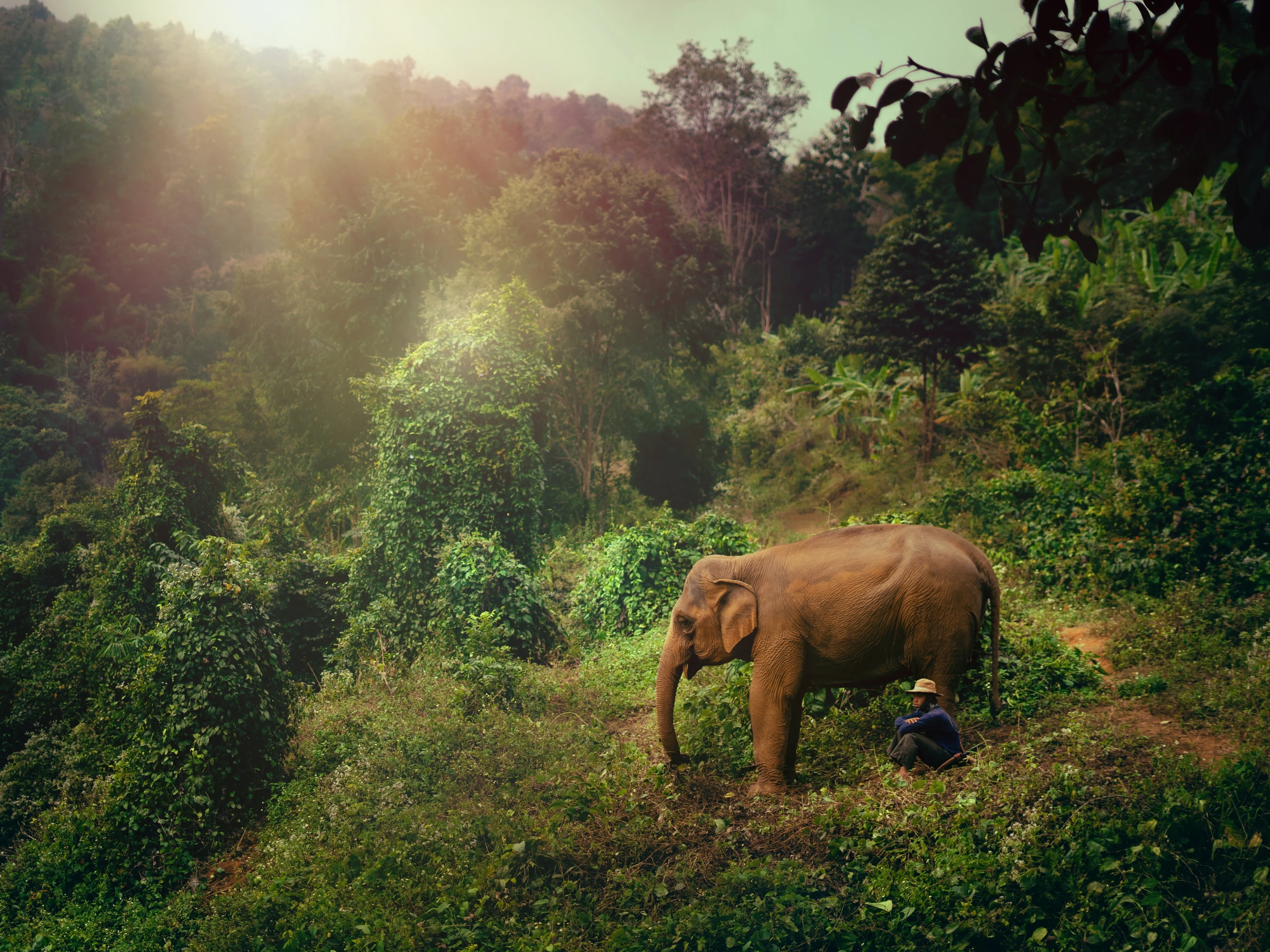 Elephant